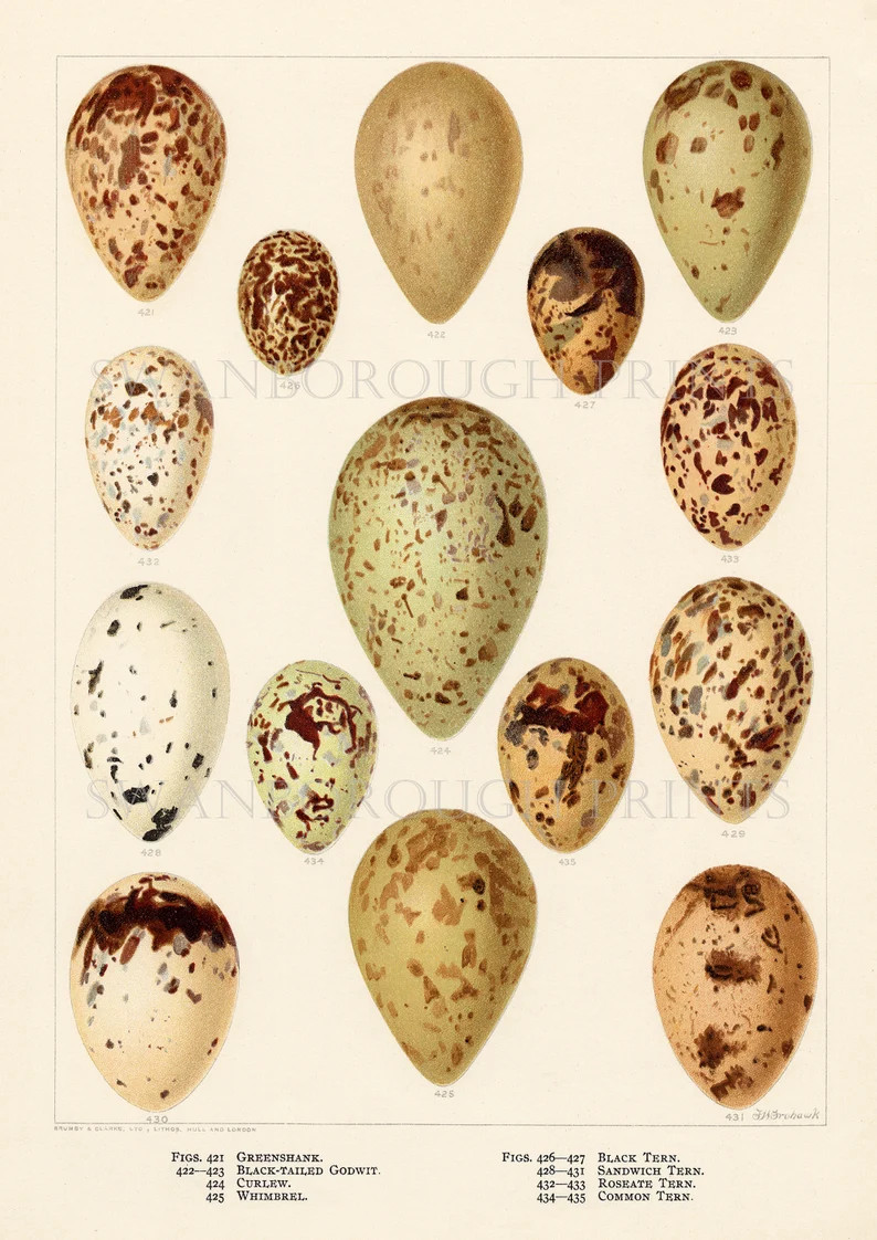 Sea and Marshland Bird Eggs Print Giclée Printed Onto Archival Watercolour Paper - Etsy | Etsy (US)