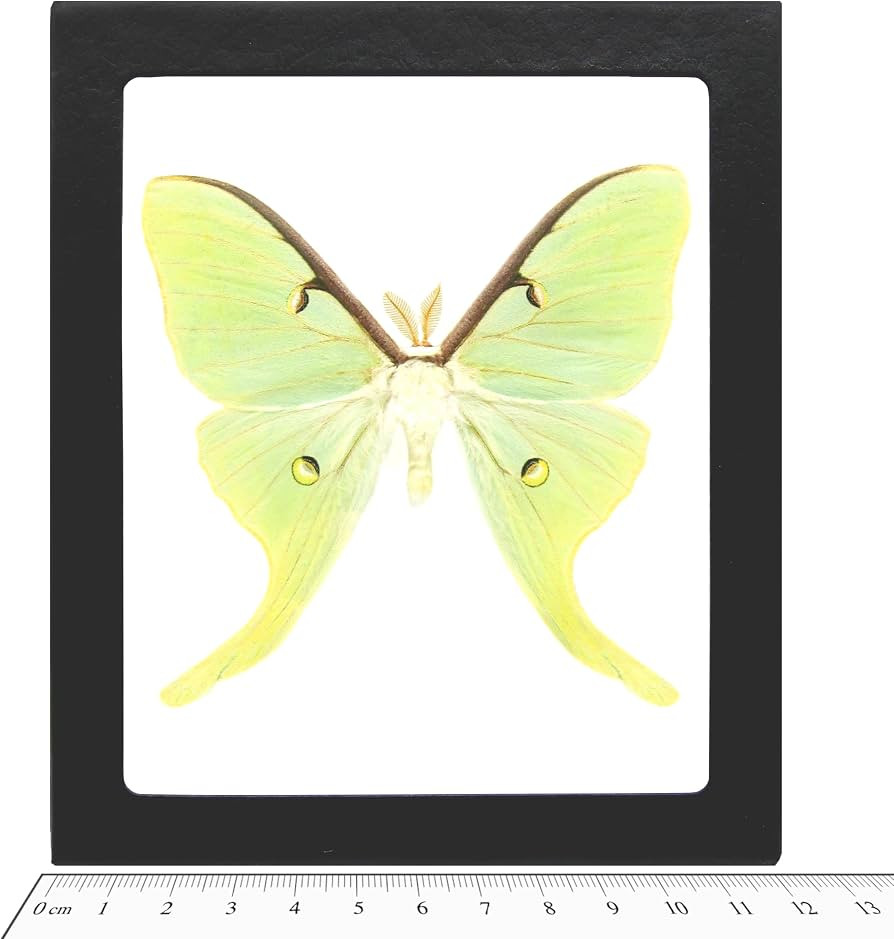 Actias luna REAL FRAMED LUNA MOTH GREEN USA | Amazon (US)