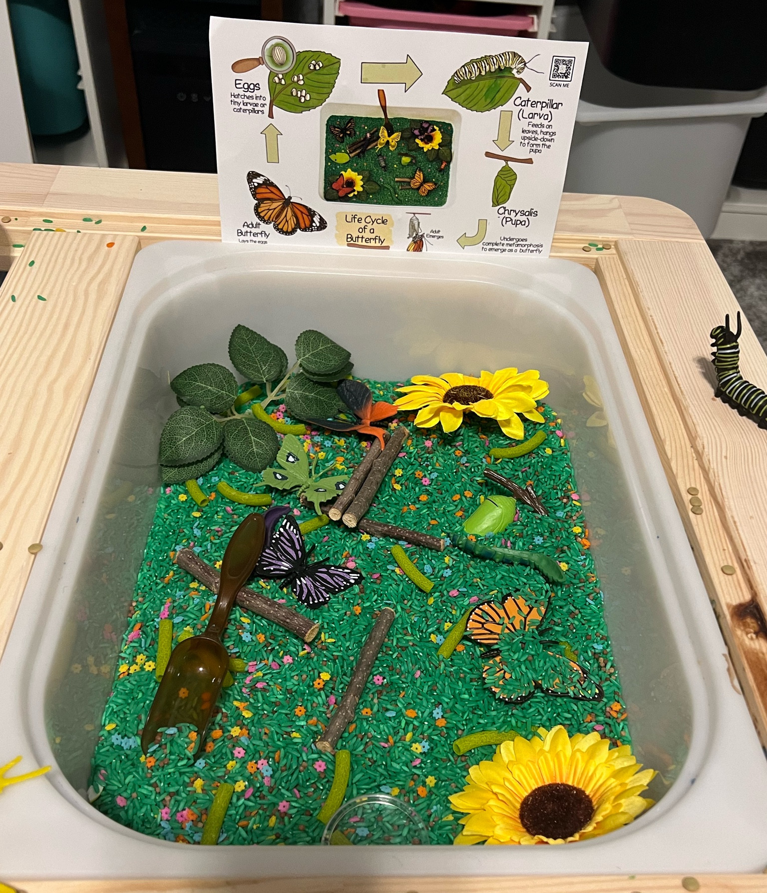 Sensory bin of the month from mom of joy! 

Butterfly life cycle! 

#LTKFamily #LTKKids