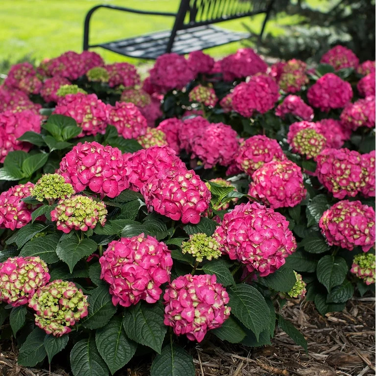 Endless Summer 1 gal Crush Hydrangea Live Shrub | Walmart (US)
