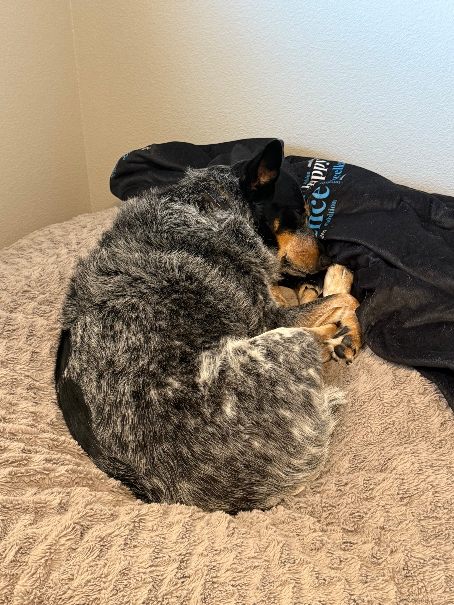 The best thing I did was buy a bean bag that this guy stole from me 🐶

#LTKHome #LTKPets