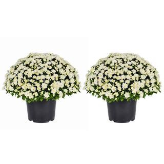 Check The Home Depot's Q&A Before Buying: METROLINA GREENHOUSES 3 Qt. Live White Chrysanthemum (M... | The Home Depot