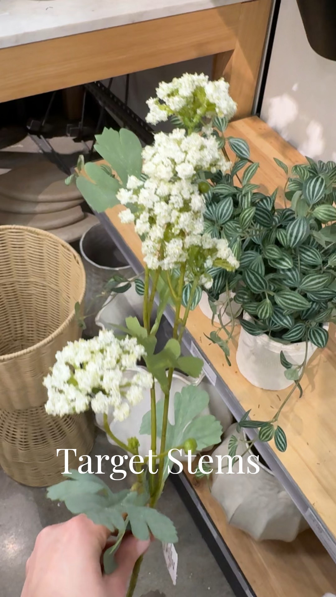 Under $6 target stems



#LTKHome #LTKFindsUnder50 #LTKSeasonal