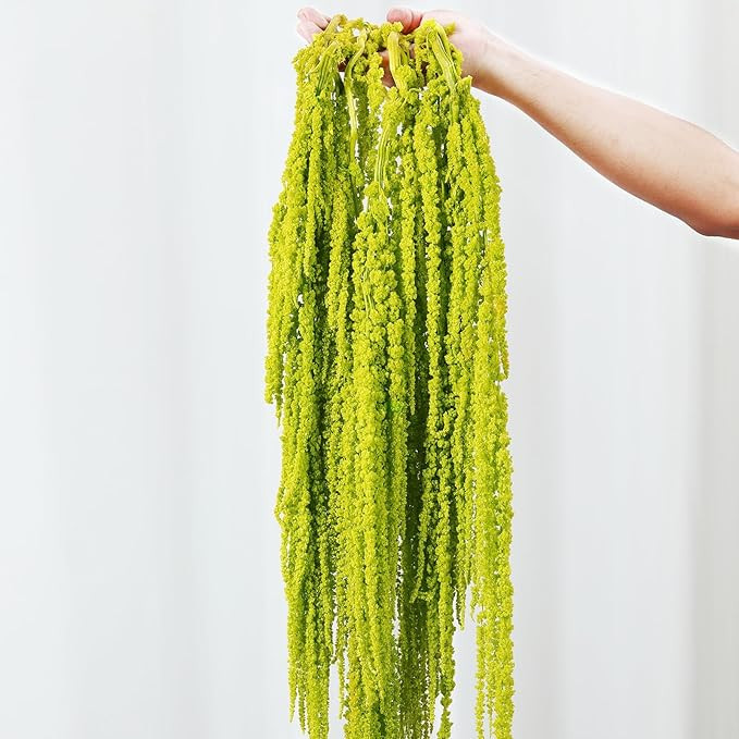 5Pcs Dried Amaranthus Hanging Flowers, 23" Neon Green Preserved Natural Wisteria for Wedding Arch... | Amazon (US)