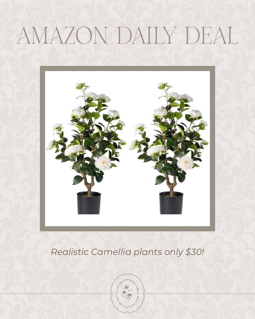 Realistic Camellia plants only $30 each!  

#LTKHome #LTKSeasonal