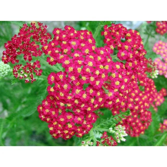 Red Yarrow Wildflower Seeds/ Perennial/ Full Sun/ 6000 Seeds 1 gram/ Zellajake Farm and Garden- B... | Walmart (US)