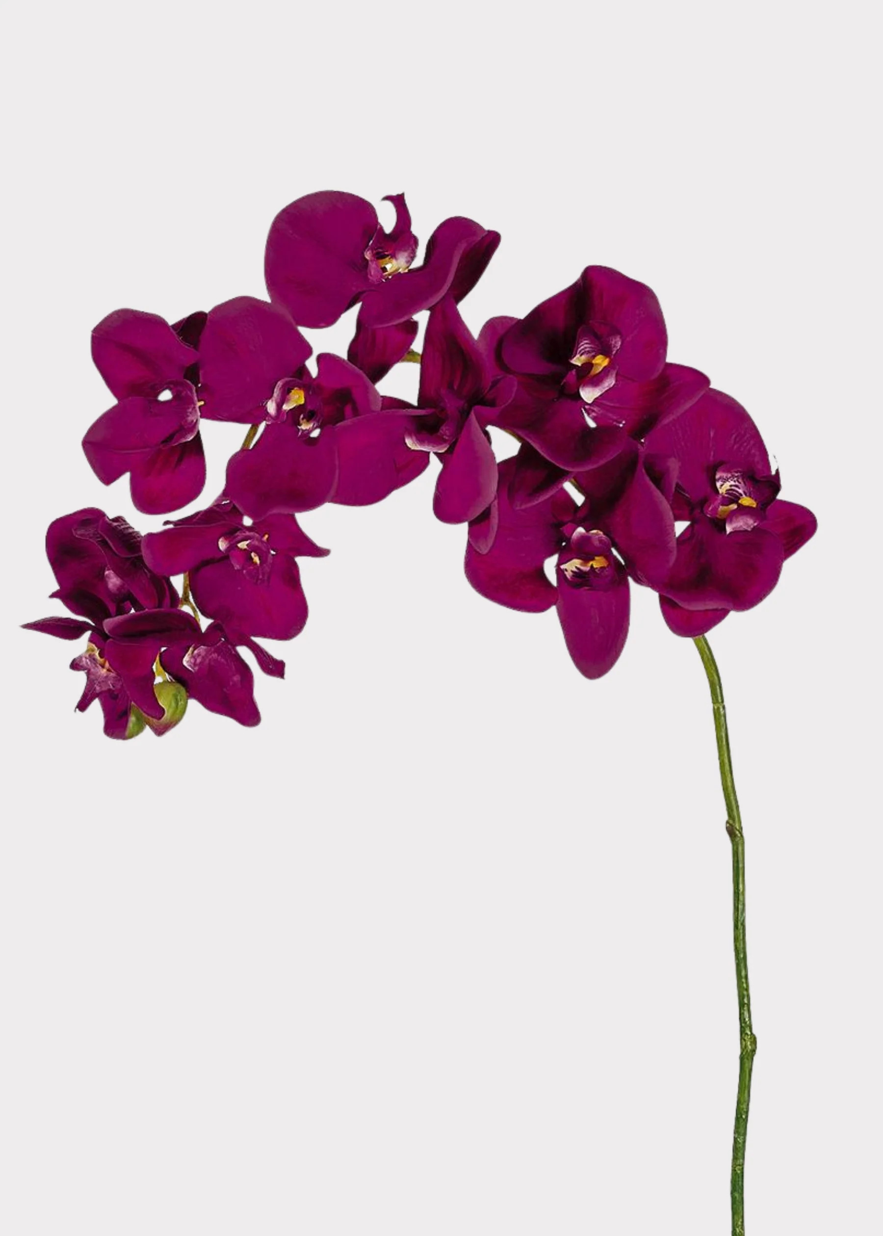 Violet Fuchsia Phalaenopsis Orchid | Fake Tropical Flowers | Afloral | Afloral