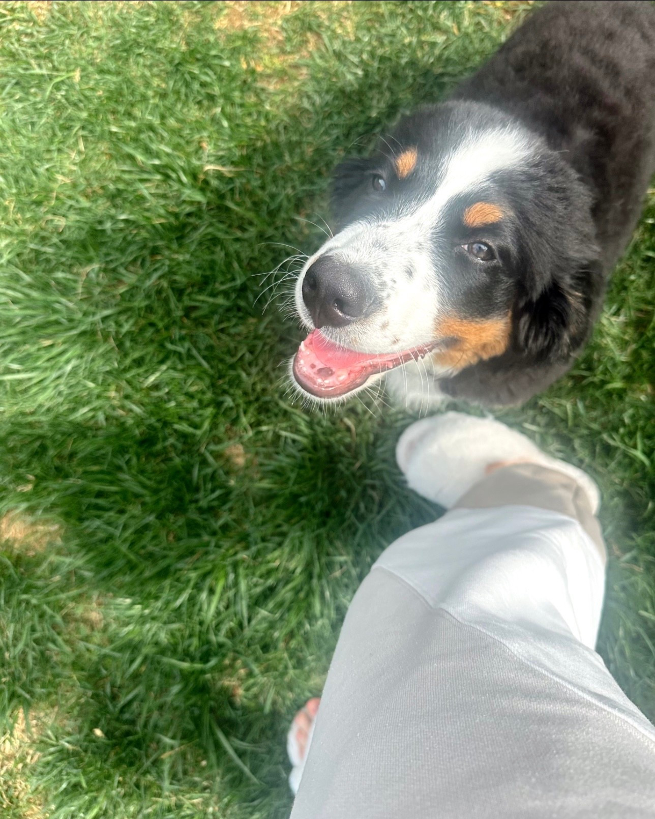 sweet lil millie & the alo makes waves set 🤍

#LTKHome #LTKPets #LTKActive