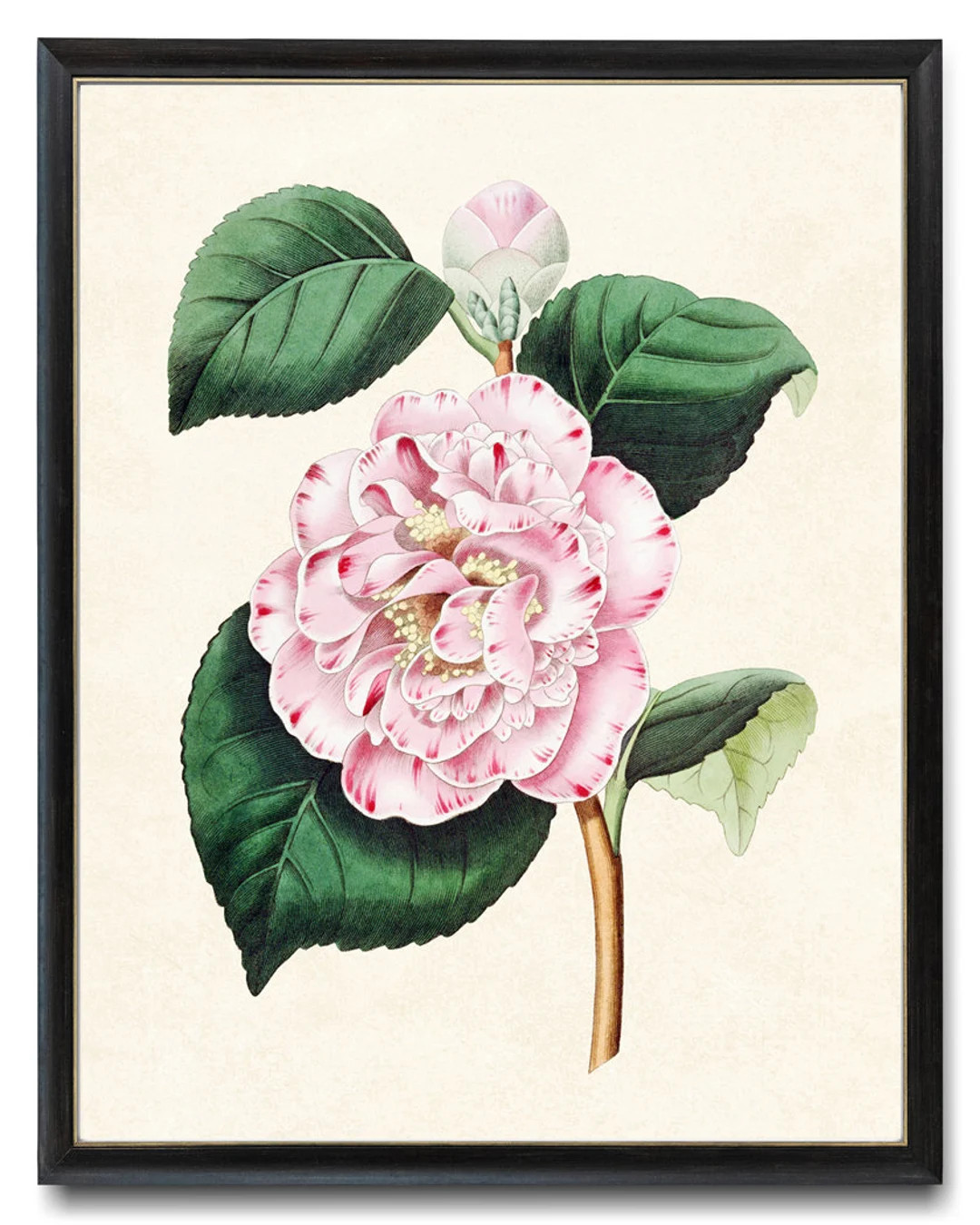 Pink Flower Printable, Camellia Japonica Antique Illustration, Botanical Print INSTANT DOWNLOAD -... | Etsy (US)