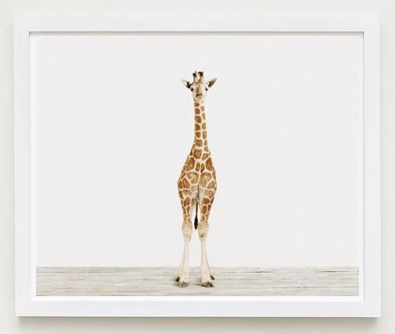 Baby Animal Nursery Art Print. Baby Giraffe No. 3. Safari Animal Wall Art. Animal Nursery Decor. Bab | Etsy (US)