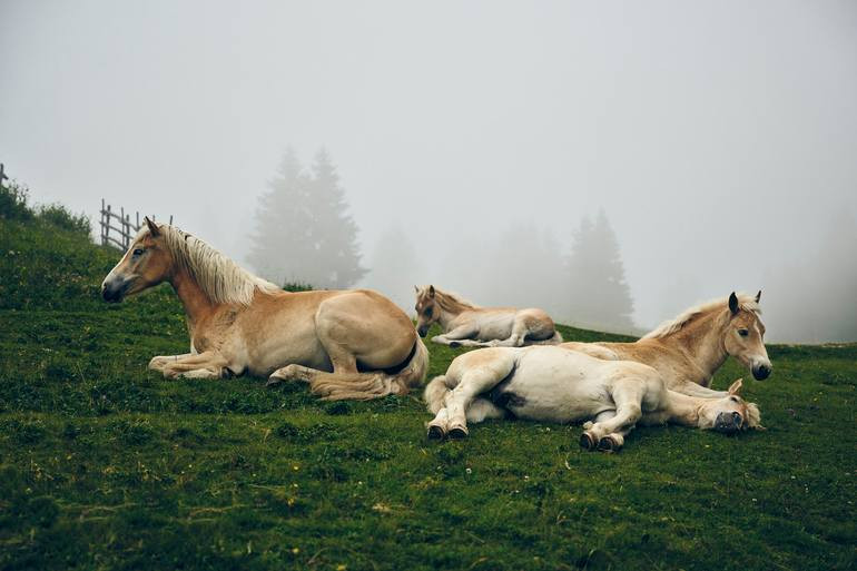Ethereal Equines: Horses in the Fog of Vigiljoch #4 Photography by Jonathan Ducrest | Saatchi Art | Saatchi Art 