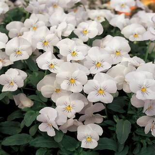4.5 in. White Viola Plant 2119 - The Home Depot | The Home Depot