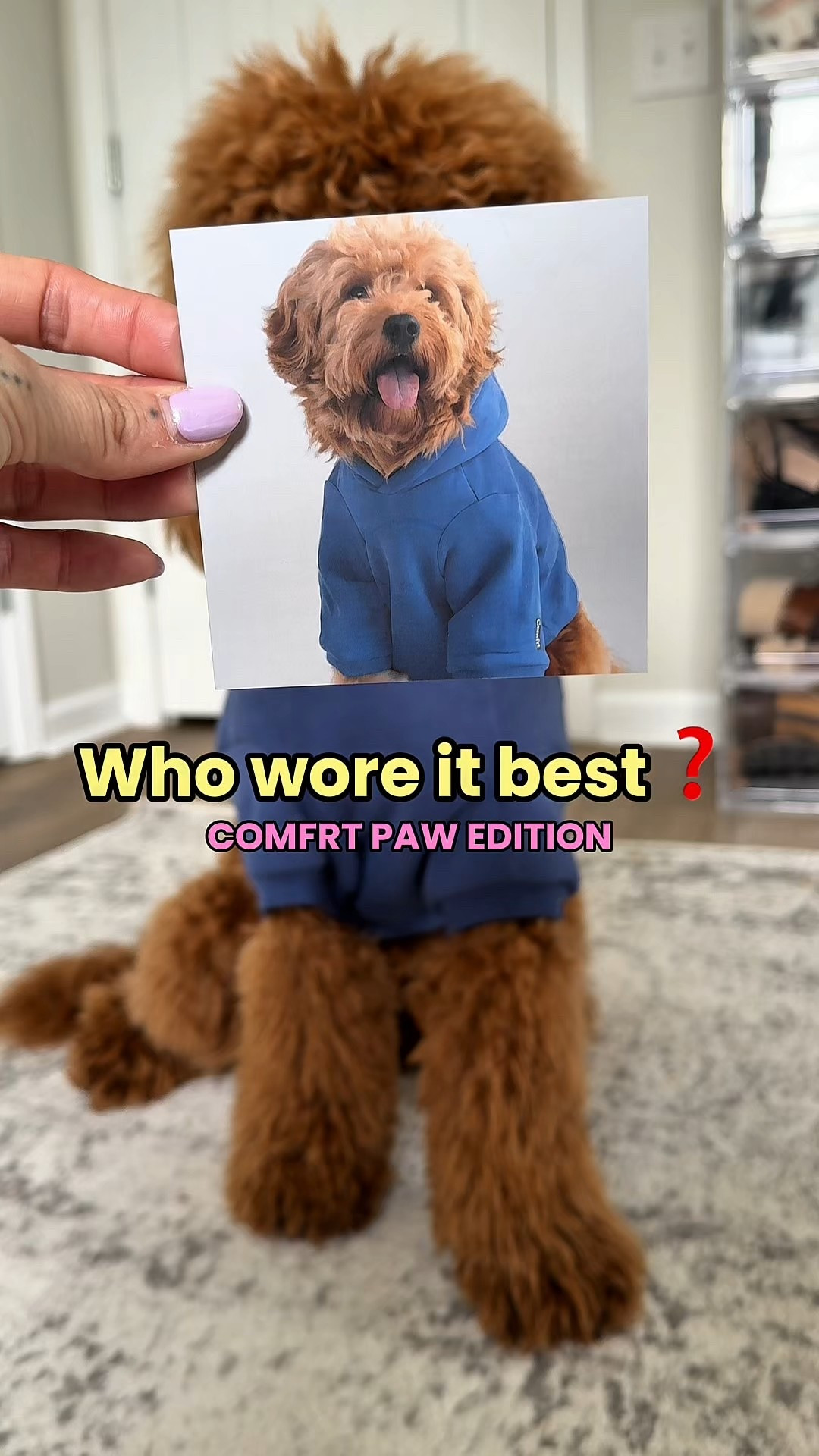 Who wore it best? 😍🐾💙 #Comfrt 

#dogmom #doglife #goldendoodle #puppylife #comfrtclothing

#LTKGiftGuide #LTKPets #LTKSaleAlert