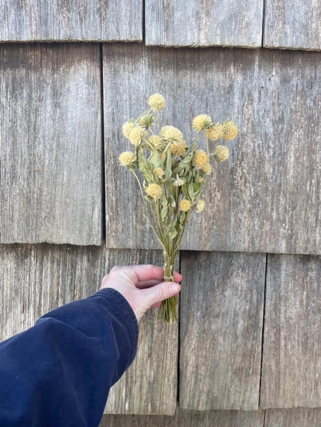 Dried White Gomphrena Flowers, Small Farm Grown - Etsy | Etsy (US)