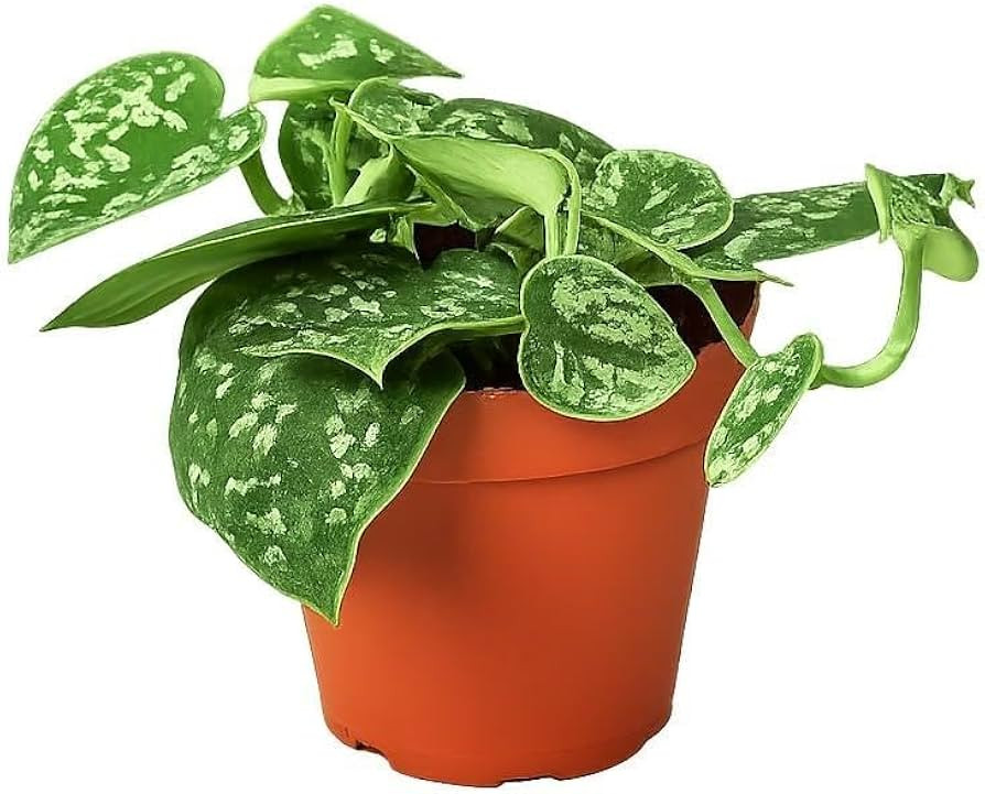Pothos Satin Live Indoor Plant, Scindapsus Pictus 'Argyraeus', Silver Vine Houseplant, Easy Care ... | Amazon (US)