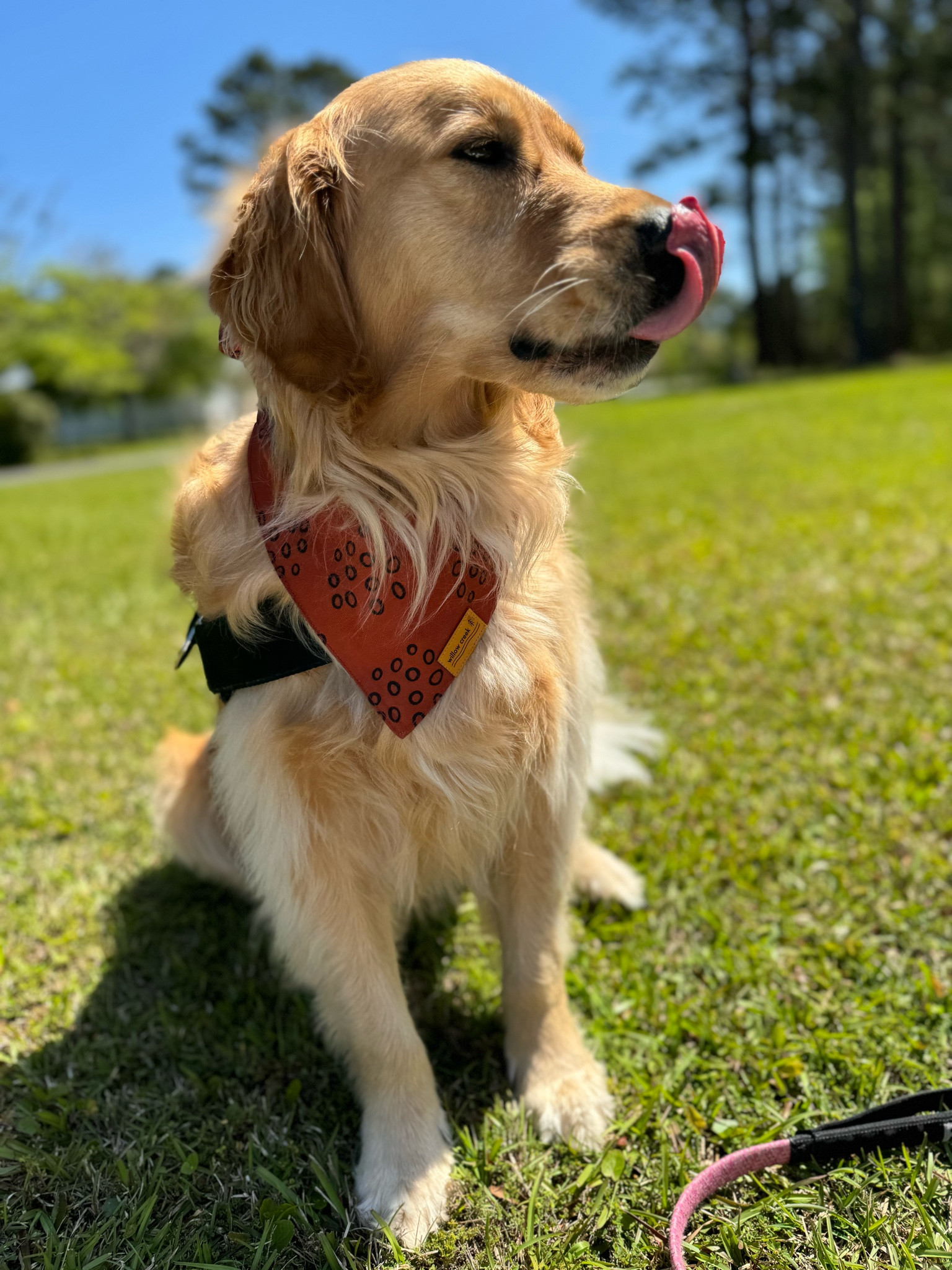 Some of our favorite danas🤎✨ him STYLING!!! I do a L or XL for my dogs so I have lots of room to adjust them. 

Dog mom / golden retrievers / pet finds / Amazon / Holley Gabrielle 

#LTKsalealert #LTKfindsunder50 #LTKSeasonal