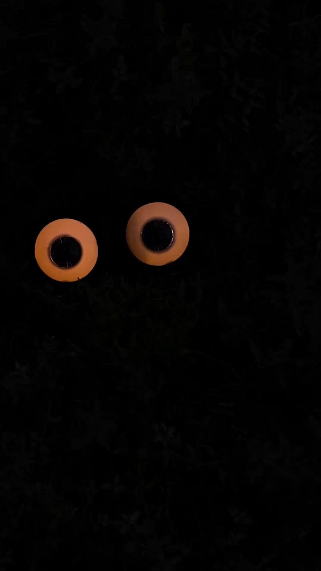 Amazon is your one-stop shop this Halloween season!

#LTKSeasonal #LTKSaleAlert #LTKFindsUnder50