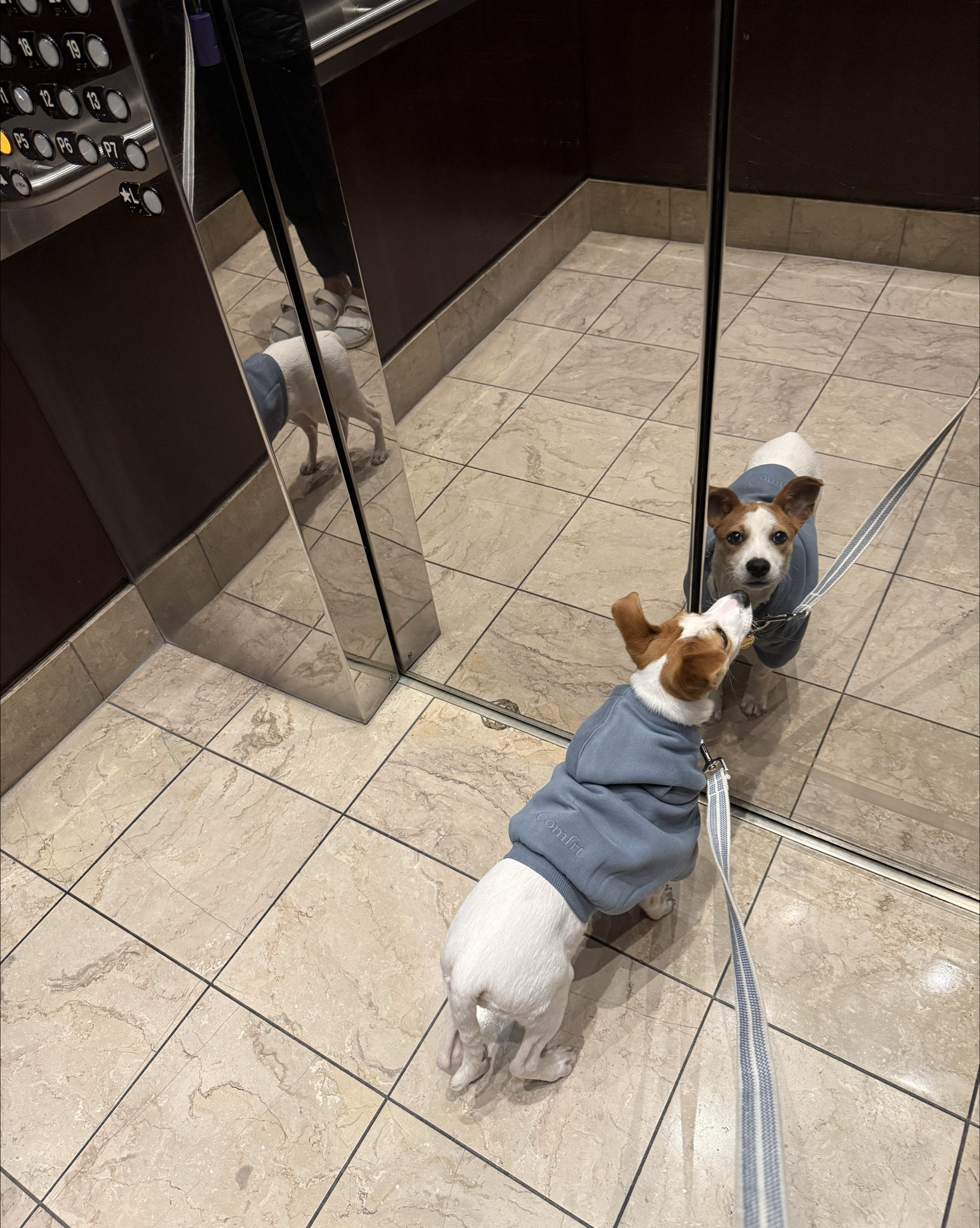 Comfrt Hoodie 

#LTKPets #LTKSeasonal #LTKFindsUnder100