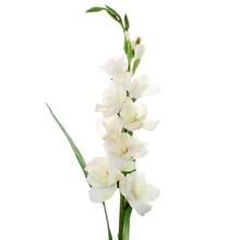 White Gladiolus Stem by Ashland® | Michaels Stores
