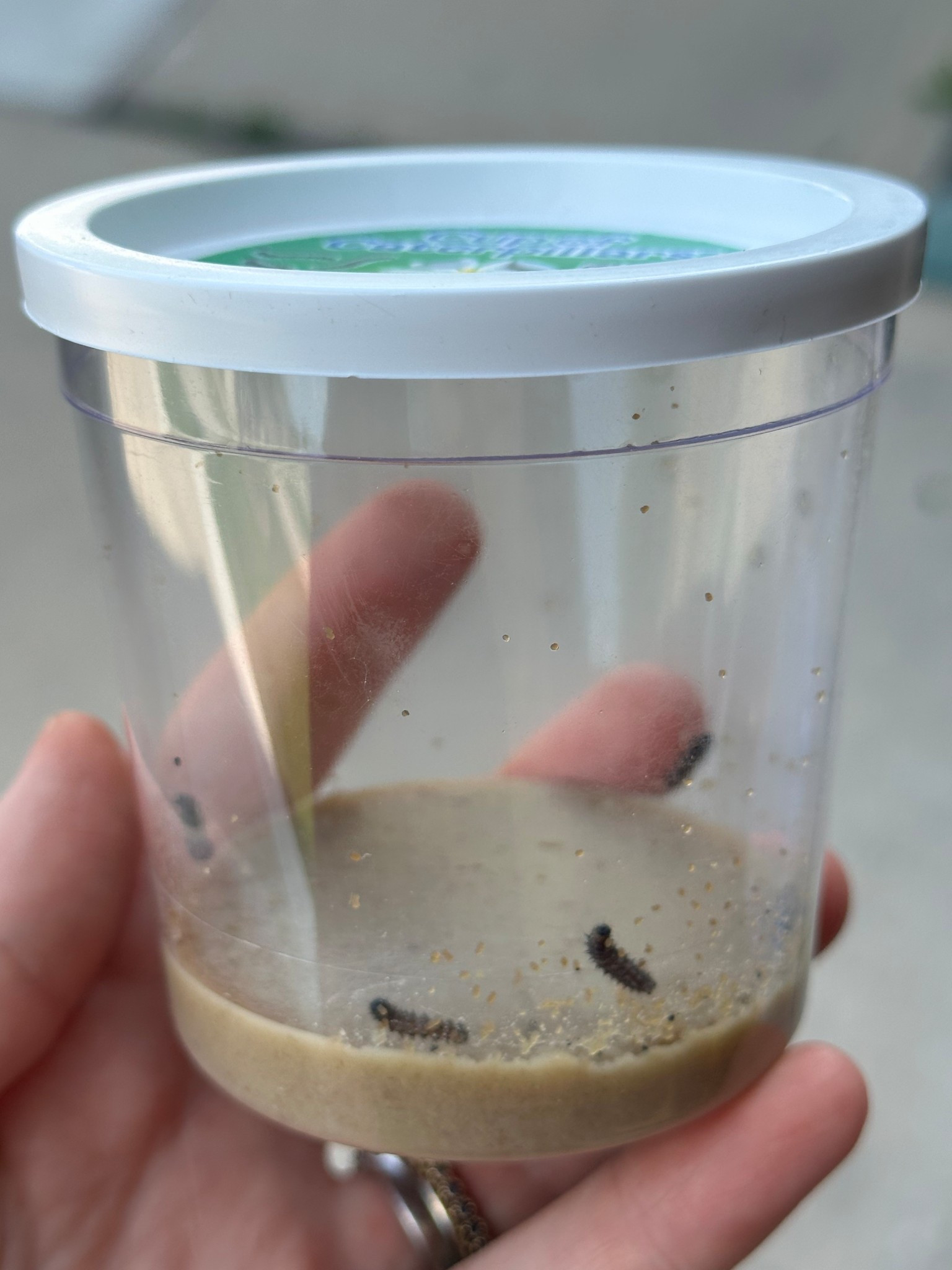 Caterpillar butterfly !! Great toddler activity - my boy is so excited everyday to check on them 🦋🐛

#LTKKids #LTKHome #LTKFamily