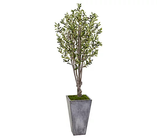 6' Olive Tree in Stone Planter by Nearly Natural - QVC.com | QVC