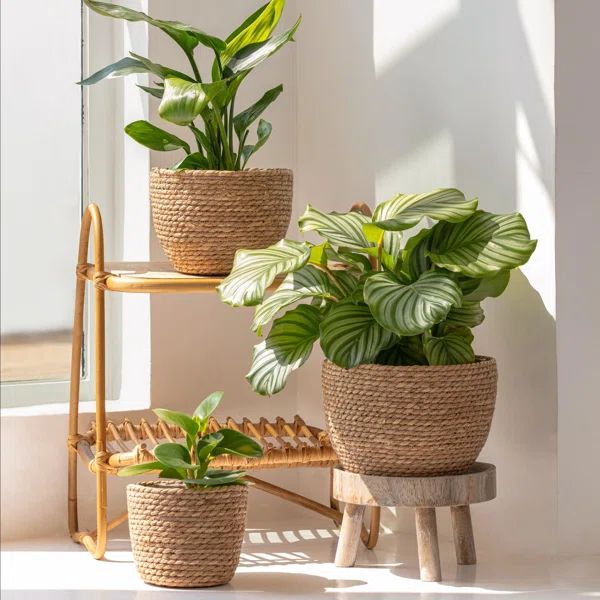 Geiser Indoor Seagrass Planter Pot (Set of 3) | Wayfair North America