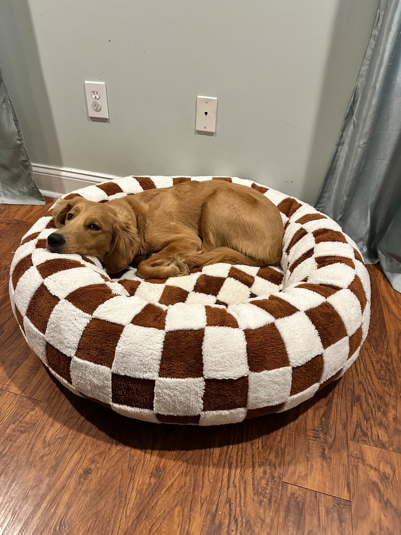 The cutest dog bed and comes in a ton of prints! My best friend shared this and has the one with clouds. 

#LTKHome #LTKFamily #LTKPets