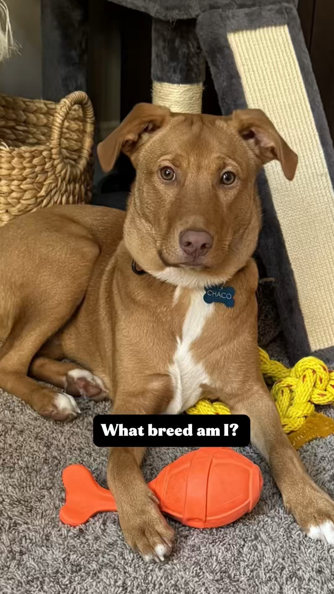 Have you ever wondered what breed your dog really is? We used the Embark Dog DNA Test and found the results so interesting! What do you think? 
#dogmom

#LTKdayinmylife #LTKmomlife