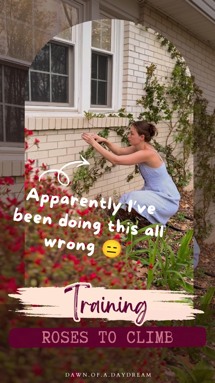 Why did nobody tell me you were meant to grow your roses sideways?? 😶

I planted these climbing roses when we moved into our house 3 years ago and they were teeny tiny little things 😅 the house was (and still is) a mess in a lot of places but I was so excited to have a yard that I planted them anyway!

The first year they didn’t do much of anything and I kind of forgot about them, the second they grew a lot and started to look like a tangled mess on the trellis 🥴 they didn’t produce too many roses though

This spring I removed the trellis and attached them to the house with little clips, trying to send them shooting sideways rather than up..

Well they have flourished !! Summer has only just arrived and they are already COVERED in blooms 😍 

I walk outside to stare at them at least three times a day 😂 but they’re just so very beautiful and they give off a lovely smell that’s surprisingly not overpowering at all given the amount of flowers present! 

Now I want to try more! What’s your favorite climbing plant??
I want to have one growing up my potting shed in the future ☺️🌸

EDIT: I’ve had a lot of requests for the little clips so I’ve set up an auto dm. Comment “DIY” and I’ll send it your way ☺️
