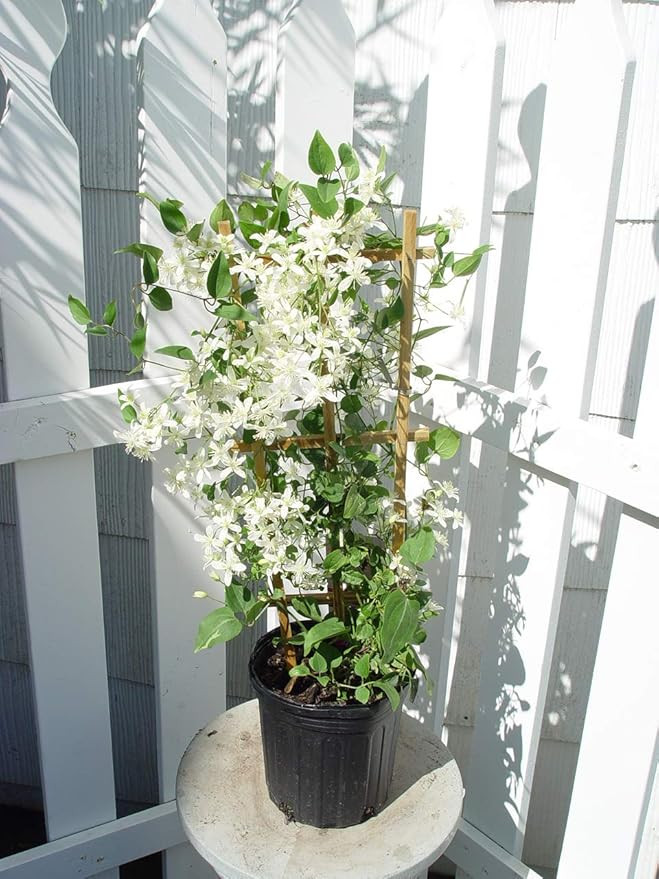 Clematis paniculata (Sweet Autumn Clematis) Perennial, white flowers, 8`` - Size Container | Amazon (US)