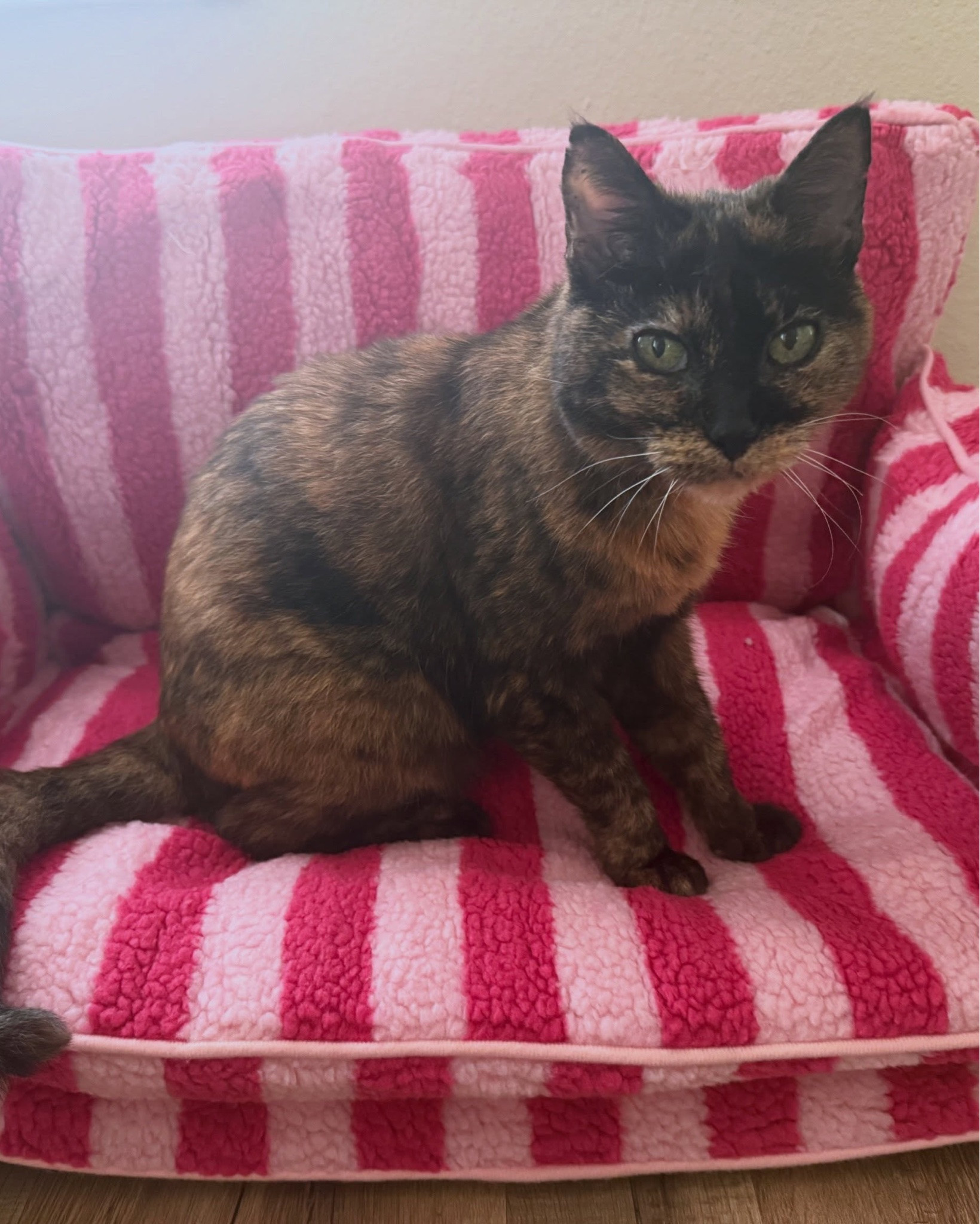 Meet Smogg. She showed up on our doorstep begging for food on Christmas Eve 2024 like a little Christmas angel. Now, after years spent roaming the streets all alone, she has plenty of grub, a mom, a dad, and as of today, her very own hot pink striped couch. 🛋️😭
#rescuecat #straycatrescue #straycatclub