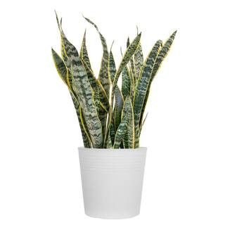 Live Snake Plant Sansevieria Laurentii in 10 inch White Decor Pot | The Home Depot