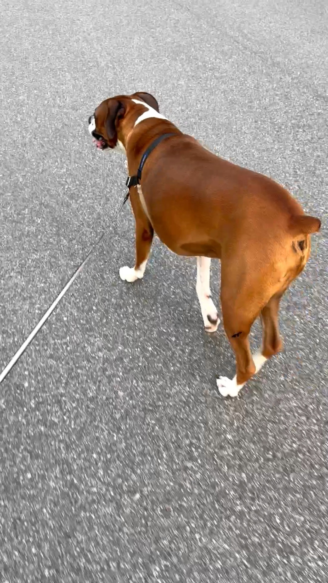 I try to walk my boxer, Bruno, every night since the weather is nicer. 😳

He loves walks. I got halfway out of my driveway and I realized my pants are on inside out. How’s your day going?￼🤨🤣

#LTKOver40 #LTKdayinmylife #LTKActive