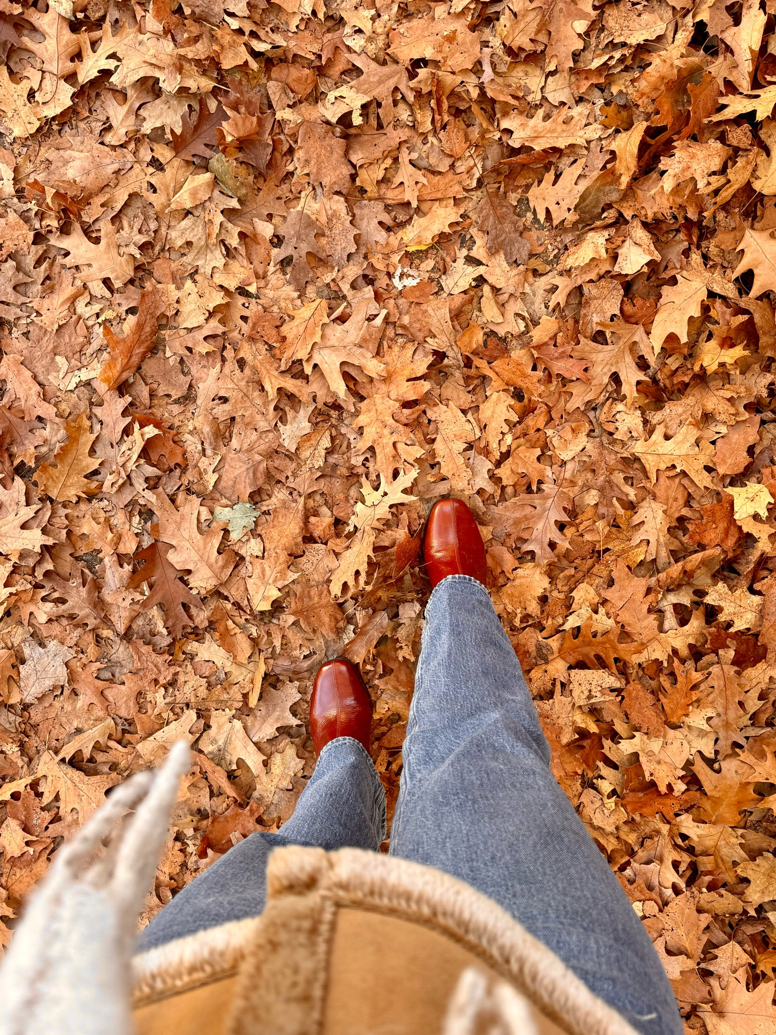 🍁🍁🍁🍁

#LTKStyleTip