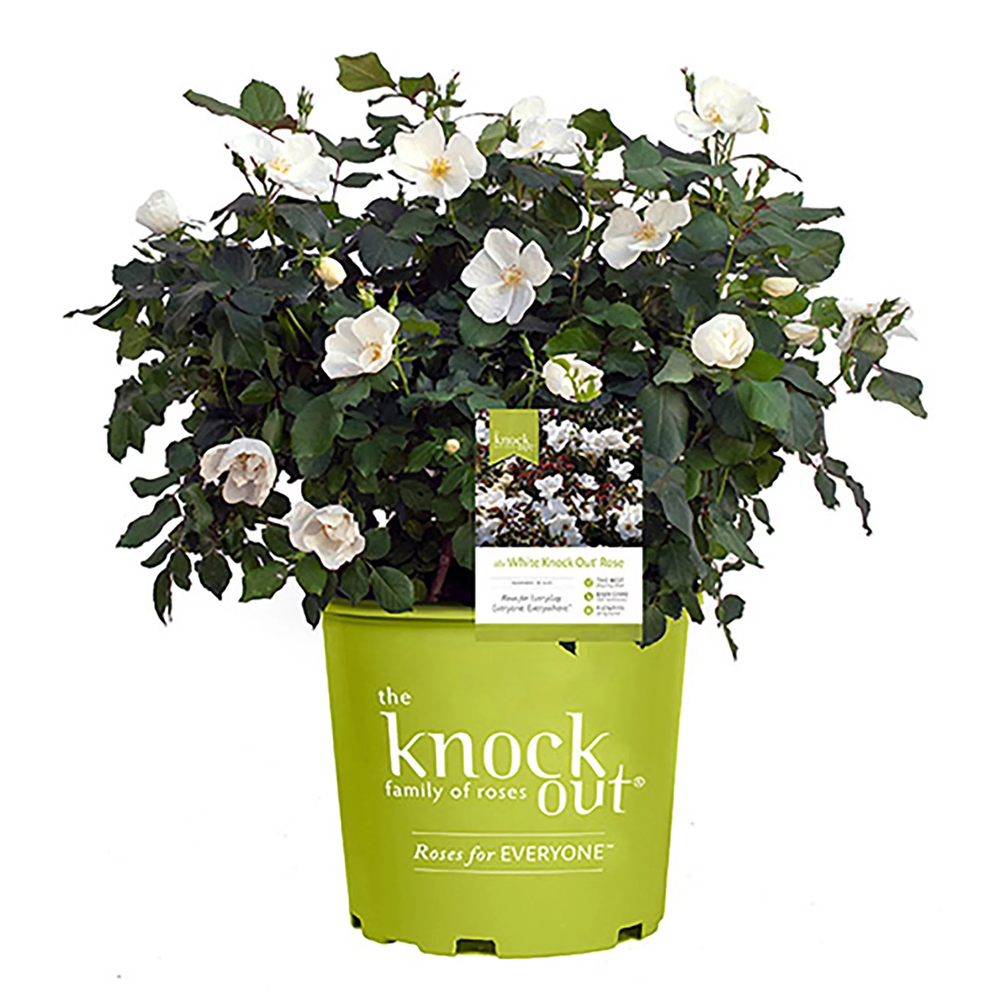 Knock Out White Rose Live Shrubs with White Blooms and Rich Green Foliage - Walmart.com | Walmart (US)