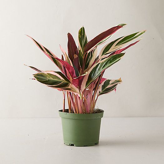 Tricolor Stromanthe Plant | Terrain