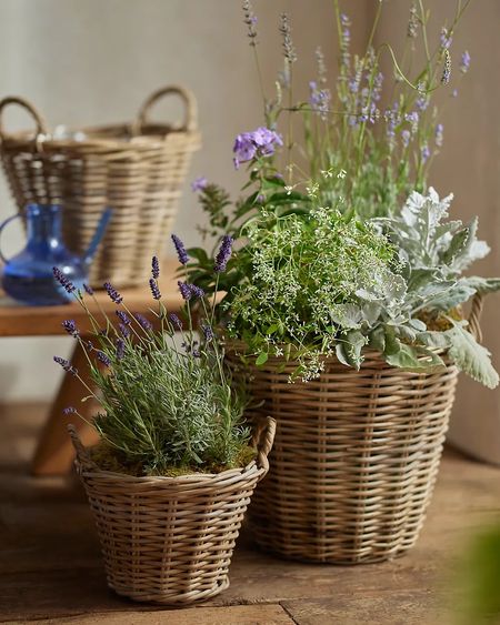 Loving these basket planters! The color is so good and they’re such a good price!

#homedecor #springdecor #planters 

#LTKhome #LTKfindsunder50