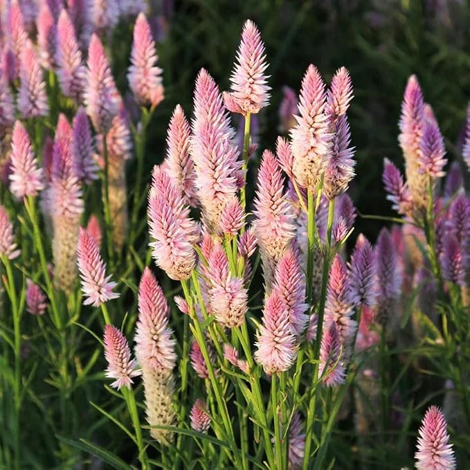 1000pcs Celosia Spicata Flamingo Flower Seeds – Exotic Perennial Plant with Pink Feathery Bloom... | Amazon (US)