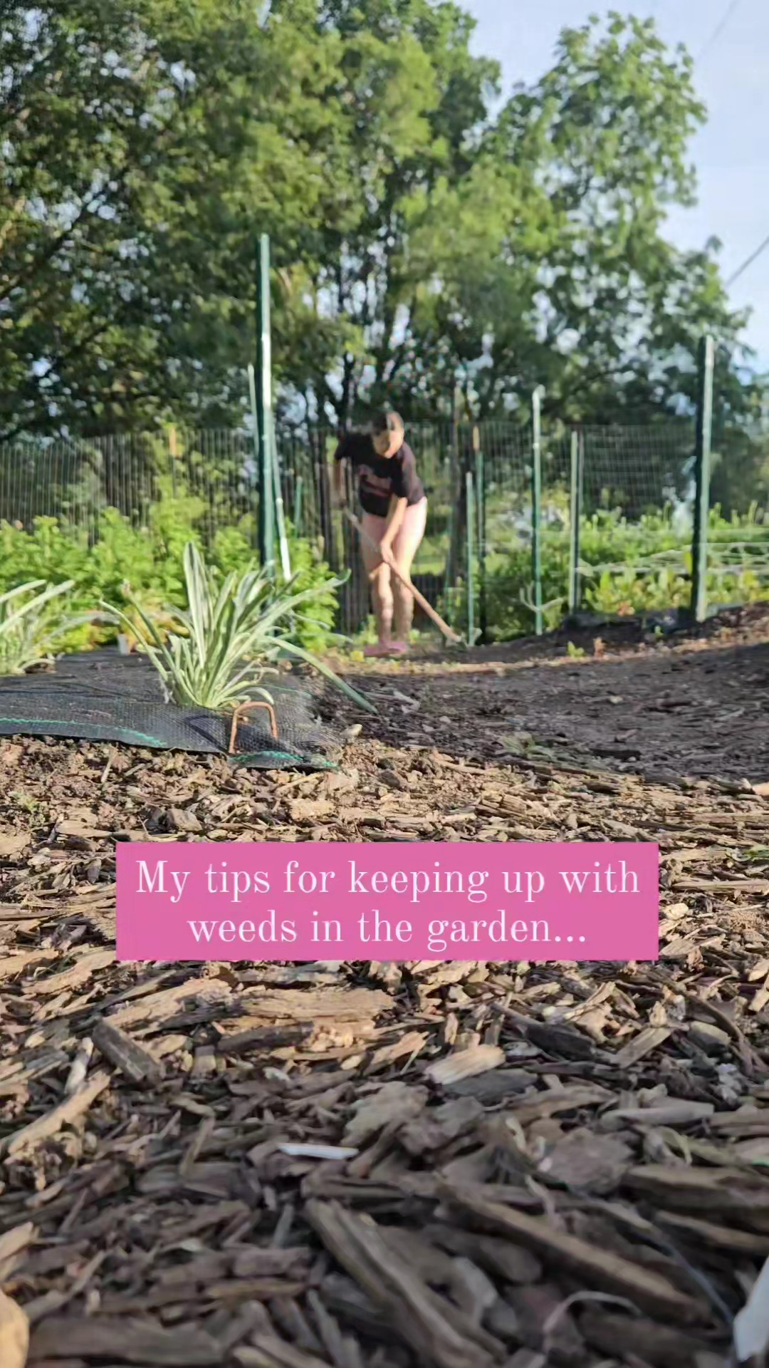 Weeding..while not the most fun garden task, it's a must for keeping your garden happy & healthy. 🍃My advice to keep weeds in your garden more manageable:🌱 EARLY & OFTEN RULE: Remove weeds often & early in their growth cycle. Weeds are easier to manage when they're small, rather than letting them grow large root systems and removing only periodically. I pull a few each day while I'm checking for new developments & patrolling pests.🌱 WEED AFTER RAIN: Weeds are easier to remove when the ground is soft. I find it easiest to remove them after rain or a deep watering.🌱 GET HELPFUL TOOLS: Invest in a tool like a stirrup hoe that cuts weeds at the root. It works best on smaller weeds and saves your back from pulling on your hands and knees. (If you'd like a link for this tool, comment "hoe")What other tips would you add to the list?

#LTKHome