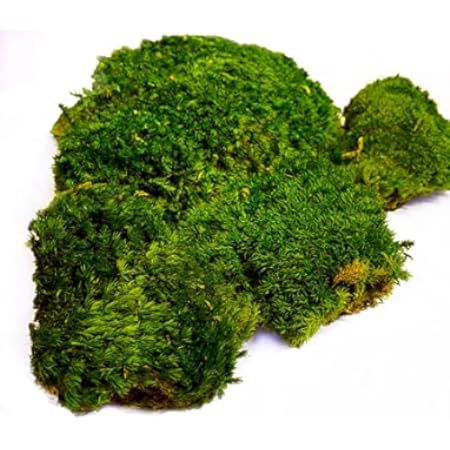 Prefleur Preserved Pole Moss Pillow Bun Cushion Natural Green Decorative Real Natural Green DIY Kit  | Amazon (US)