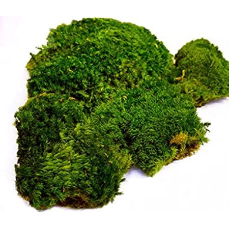 Prefleur Preserved Pole Moss Pillow Bun Cushion Natural Green Decorative Real Natural Green DIY K... | Amazon (US)