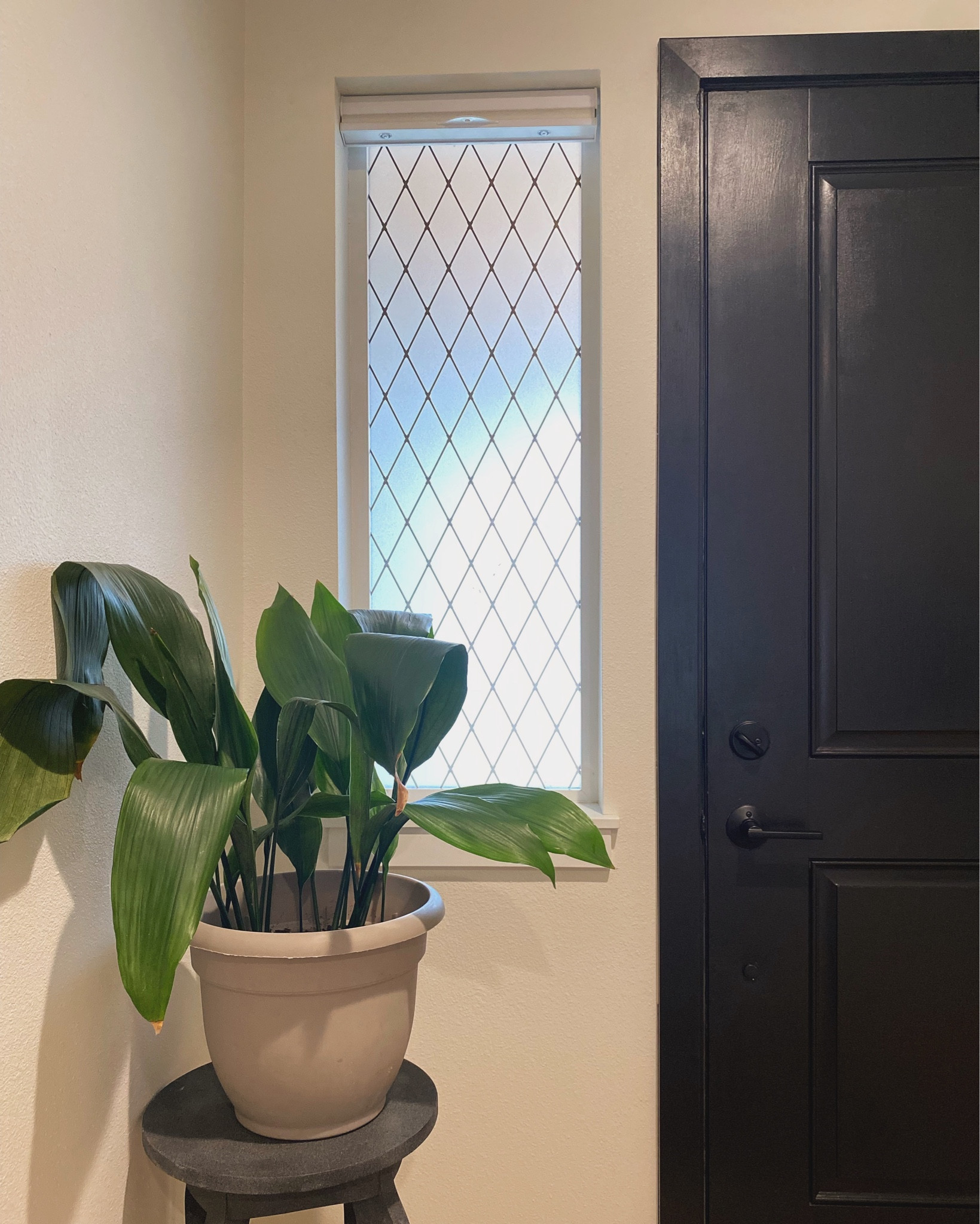 I’m obsessed with my entryway window film. It adds privacy but still allows light for my plant 

#LTKhome