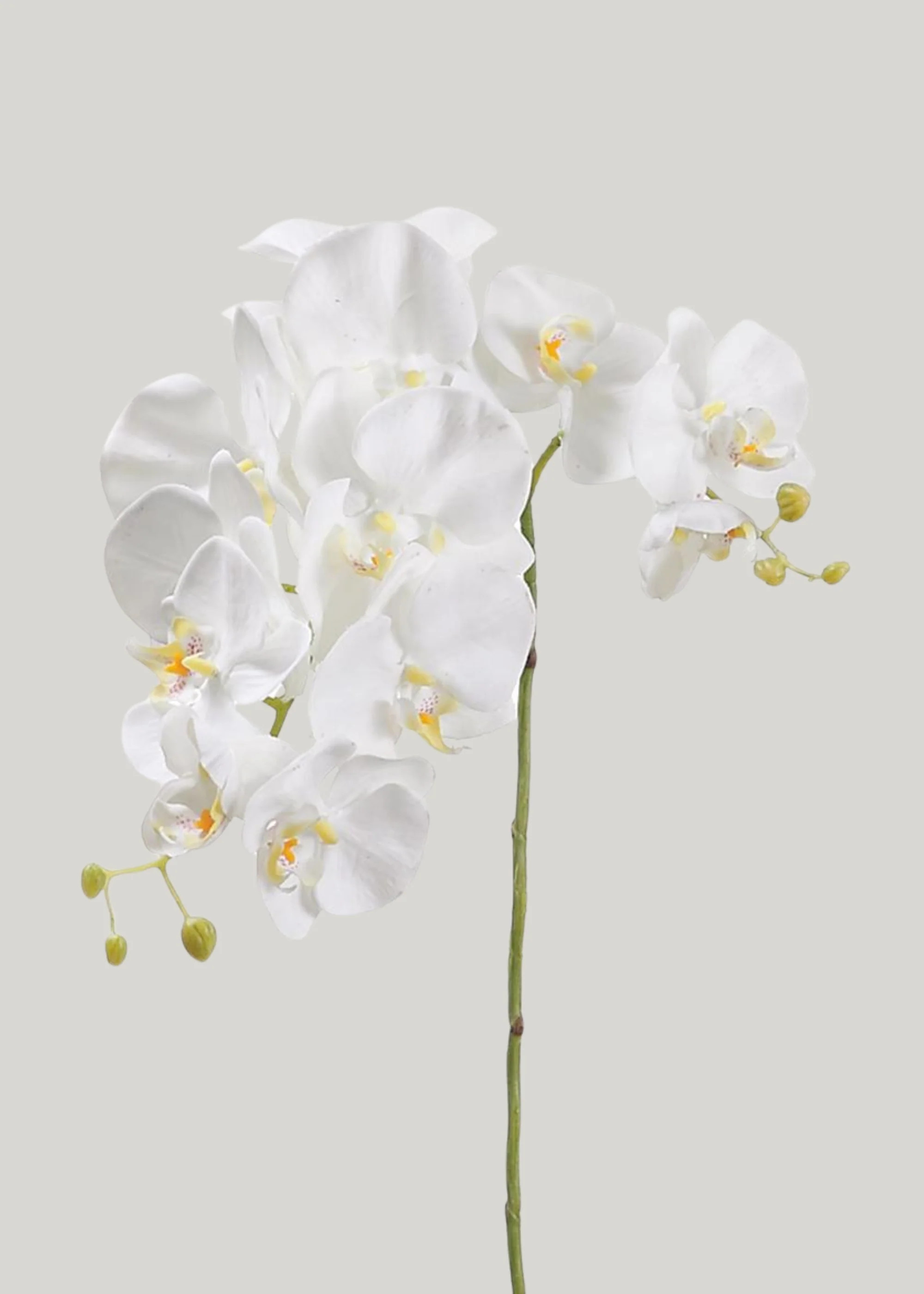 Cream White Fake Blooming Phalaenopsis Orchid - 34" | Afloral
