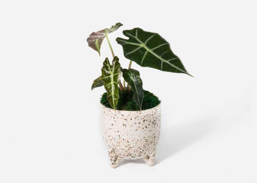 The Ollie | UrbanStems