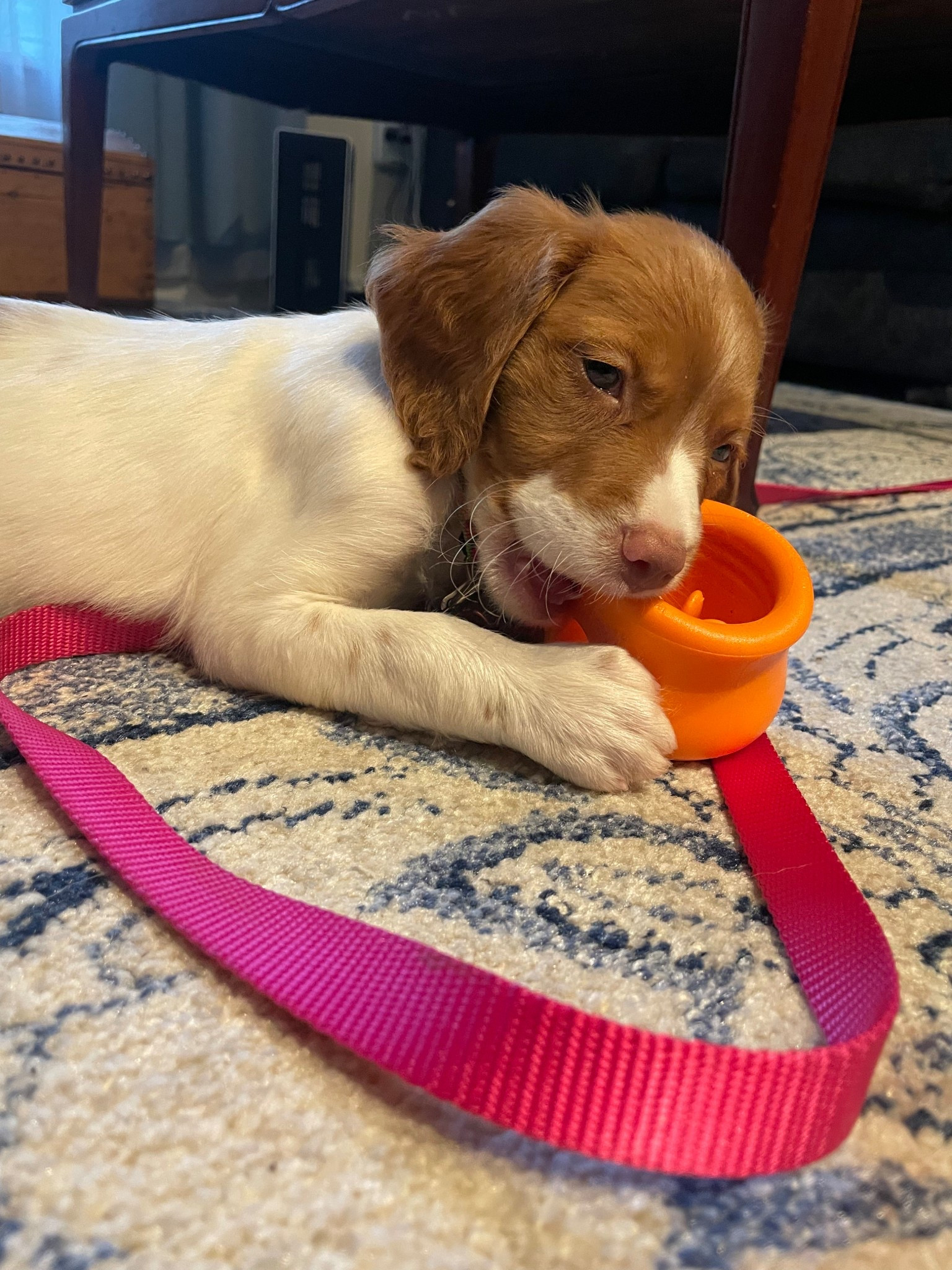 West paw toppl toy! Just the best 

#LTKPets #LTKFindsUnder50 #LTKFamily