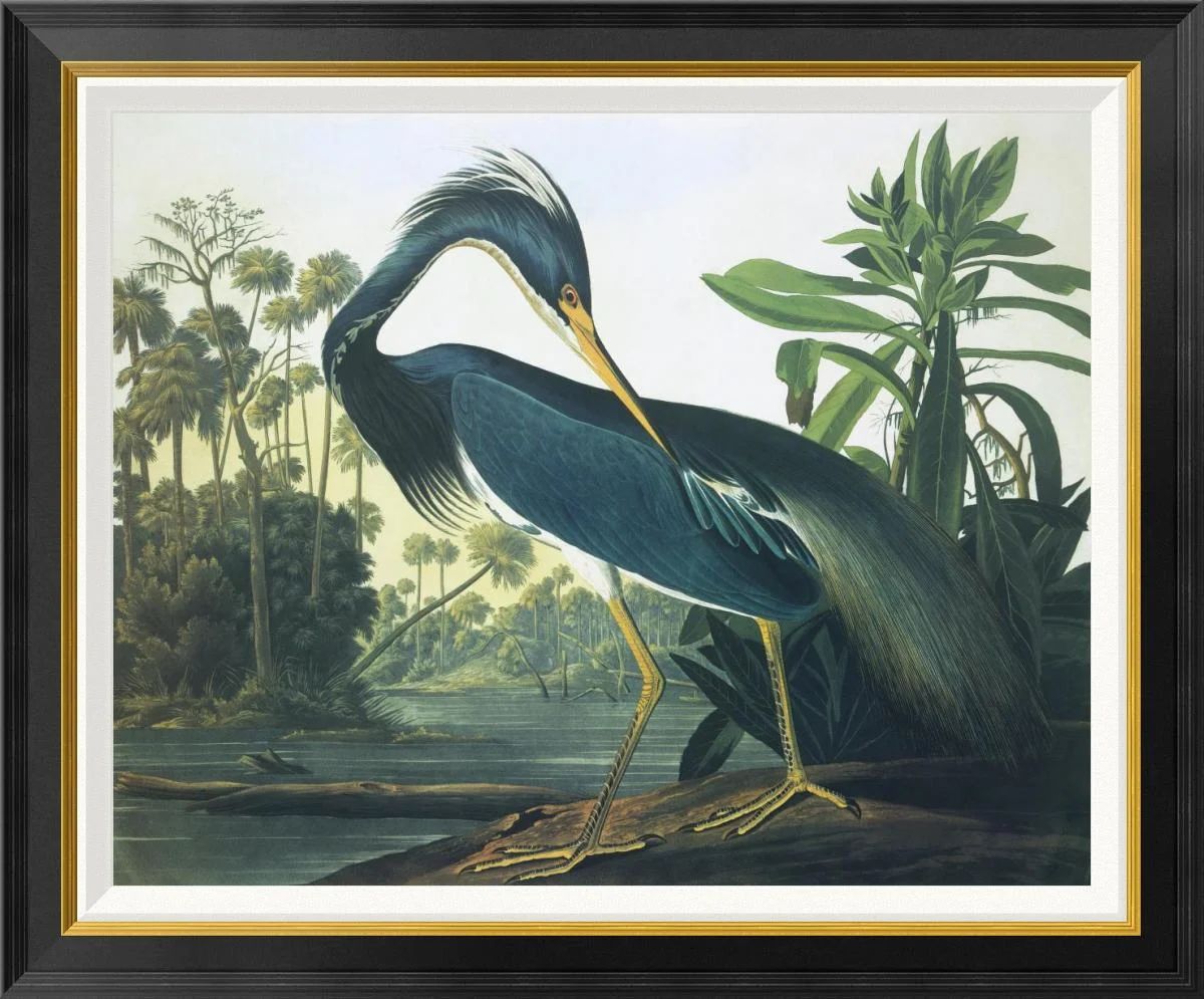 Louisiana Heron by James Audubon | Wayfair North America