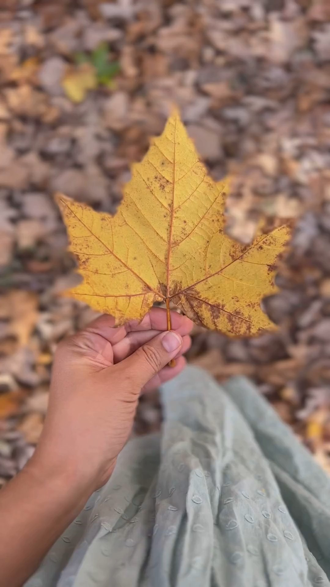 Crisp air, crunchy leaves, and the kind of golden moments that only happen in October. 🍁✨ 

Linking fall staples + a few home updates for autumn that I've been eyeing this season (think chunky knits, fall layers, classic boots, and a candle that smells like autumn in a jar).  

 #LTKSeasonal #LTKHome #LTKStyleTip