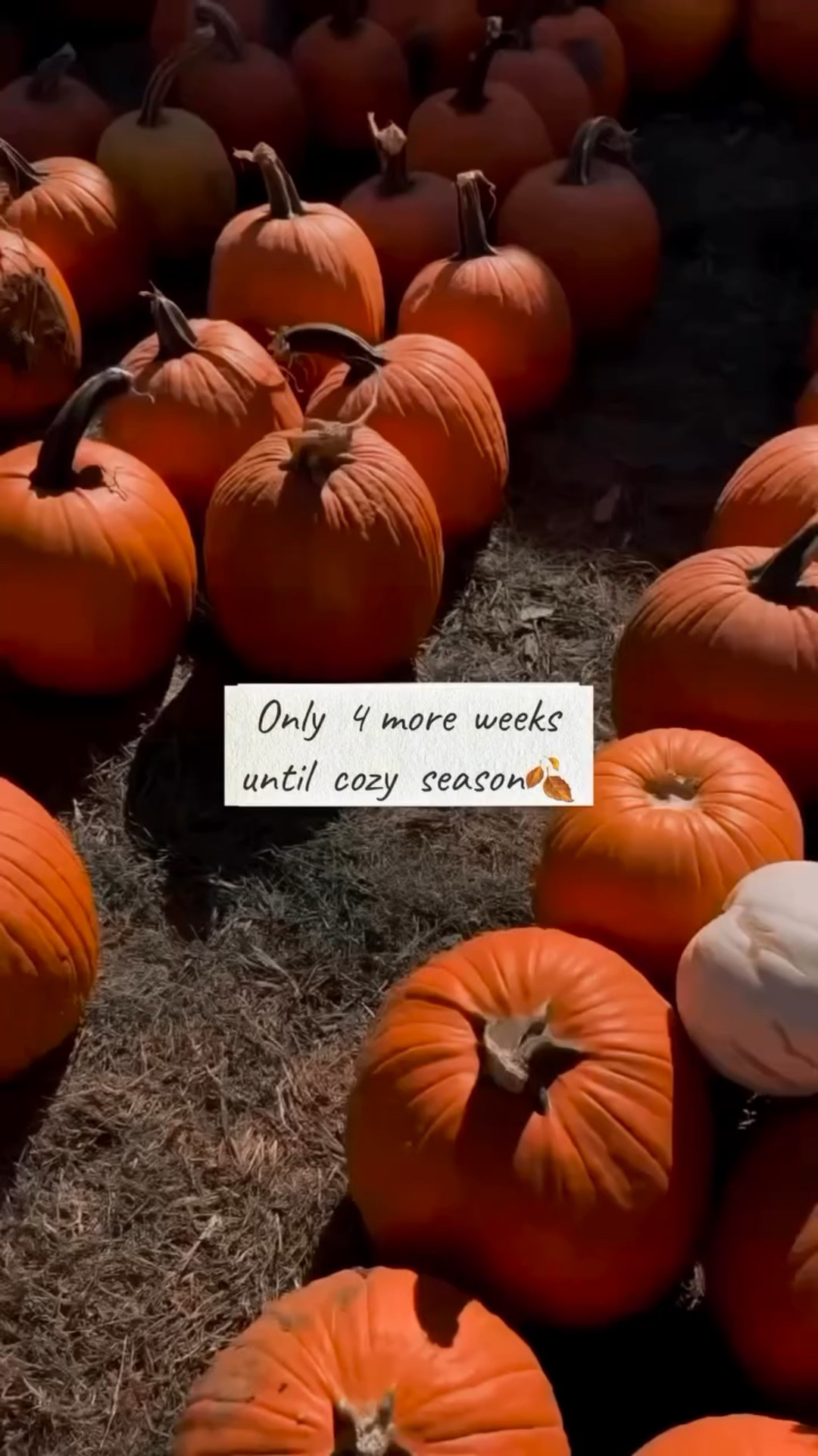 I can feel it in the air!! 🍂🍂🍂🍂 only 4 more weeks until cozy season and your girl is ready to decorate the whole house for fall! 🍁🍂🤎
.
.
.
.
.
.
.
.
.
.
#allaesthetic #fallcountdown #fallcolors🍁🍂 
#autumniscoming #targetdoesitagain #thegreatpumpkin 
#fallhomedecor #fallbaking #pumpkinpatch #pumpkinbread #fallisintheair #autumnalvibes