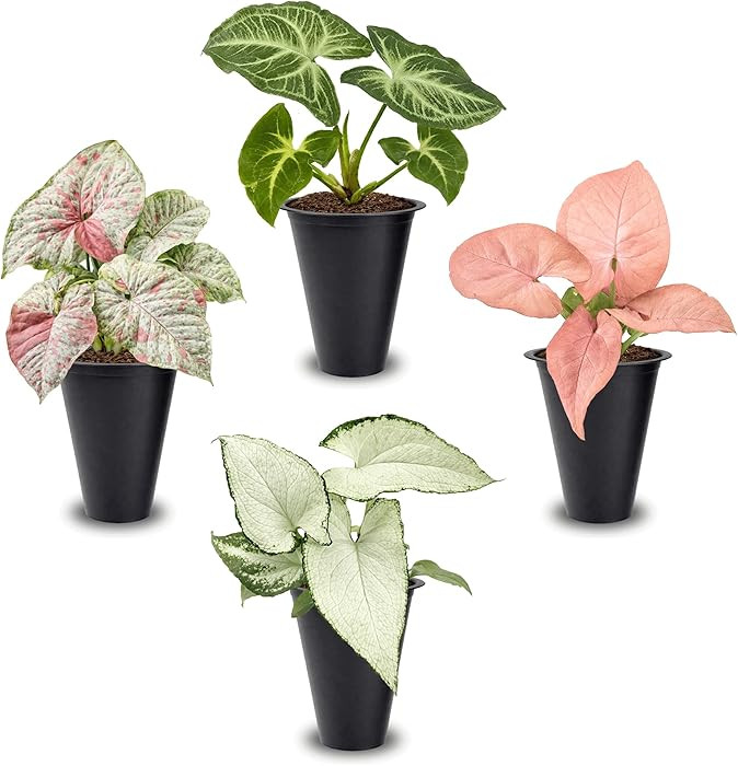 Syngonium Plant Collection (4 Pack) Live Starter Plants, Batik, Holly M, Milk Confetti, Neon Robu... | Amazon (US)