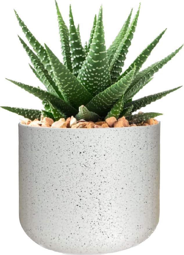 Flora - Flower Pot Outdoor Indoor Planter - 6 inch Speckled White Flower Pot for Plants | Amazon (US)